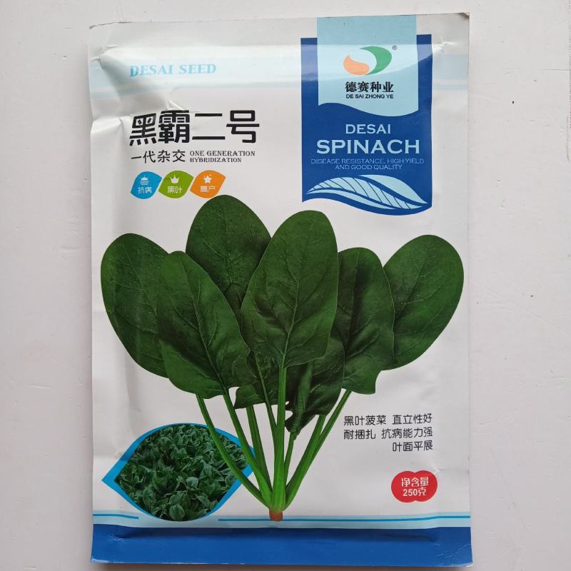 菠菜种子一代杂交菠菜种子春秋播种丹麦种子
