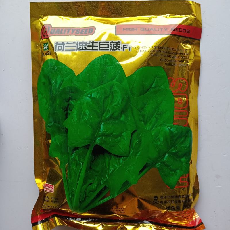 菠菜种子一代杂交菠菜种子春秋播种丹麦种子