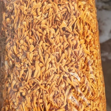 【卷草】李大人村，优选虫草花【中粗带头卷草】金黄靓货……