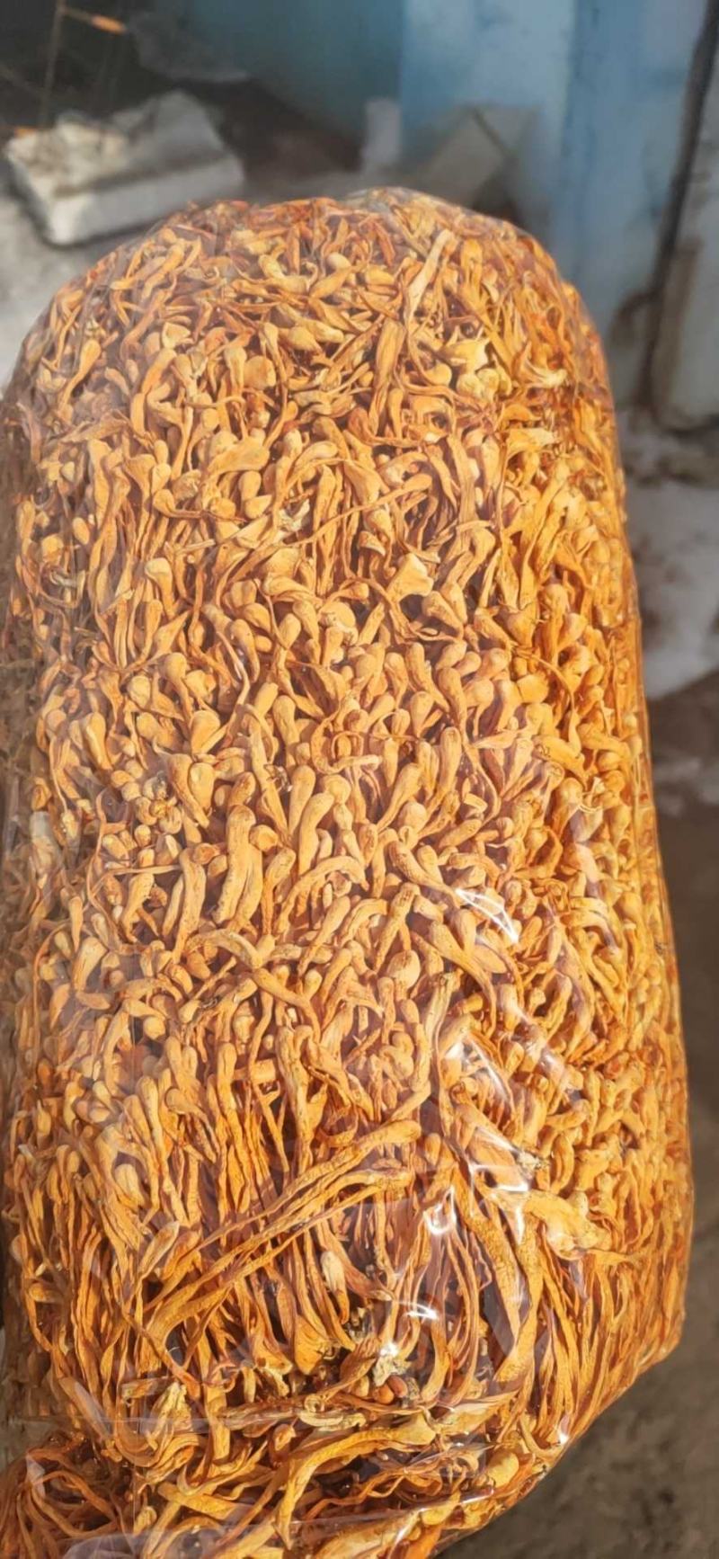 【卷草】李大人村，优选虫草花【中粗带头卷草】金黄靓货……