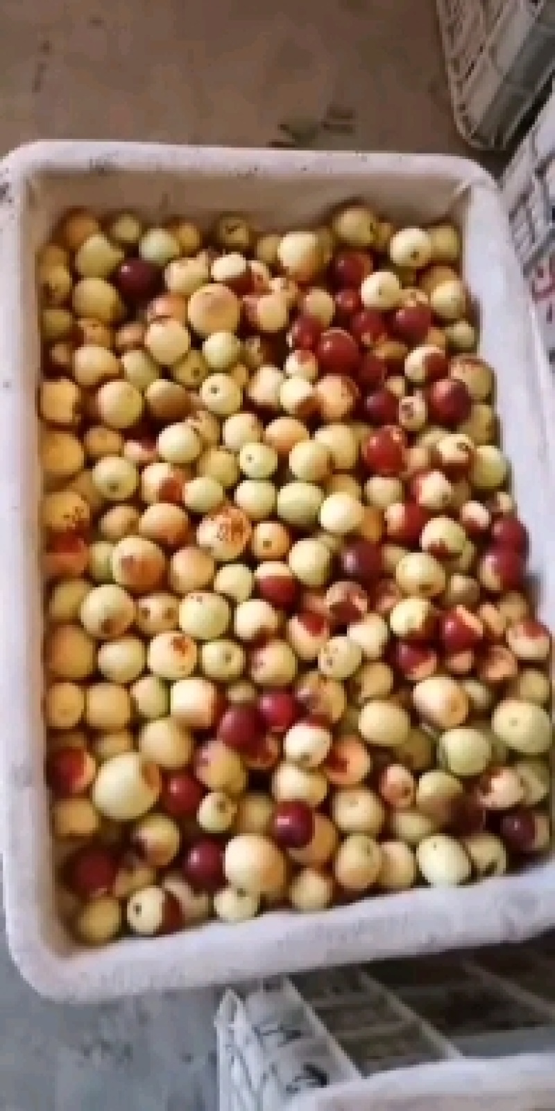 黄红，点红，山东大棚冬枣