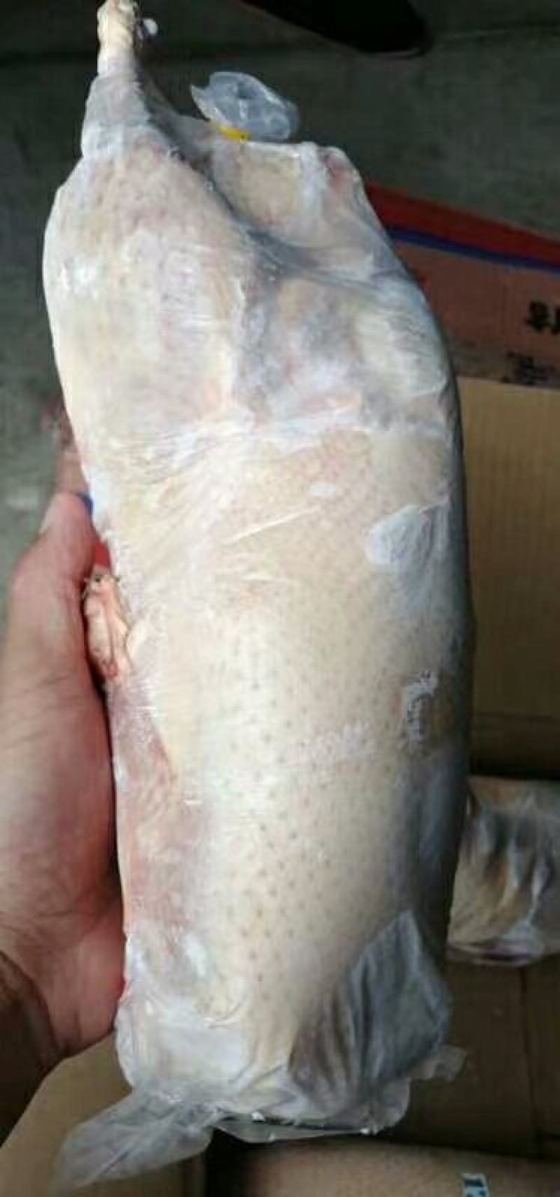 1700克新货一级沂南樱桃谷瘦肉型全净膛白条鸭