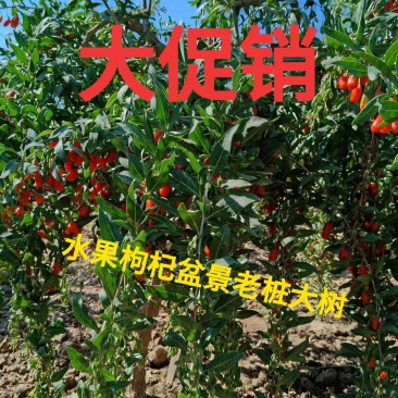水果枸杞老桩宁夏甘肃枸杞树优质红枸杞老桩大促销冲量