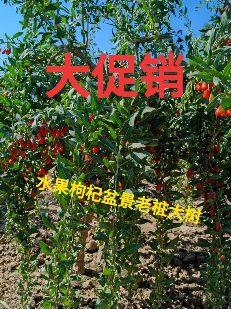 水果枸杞老桩宁夏甘肃枸杞树优质红枸杞老桩大促销冲量