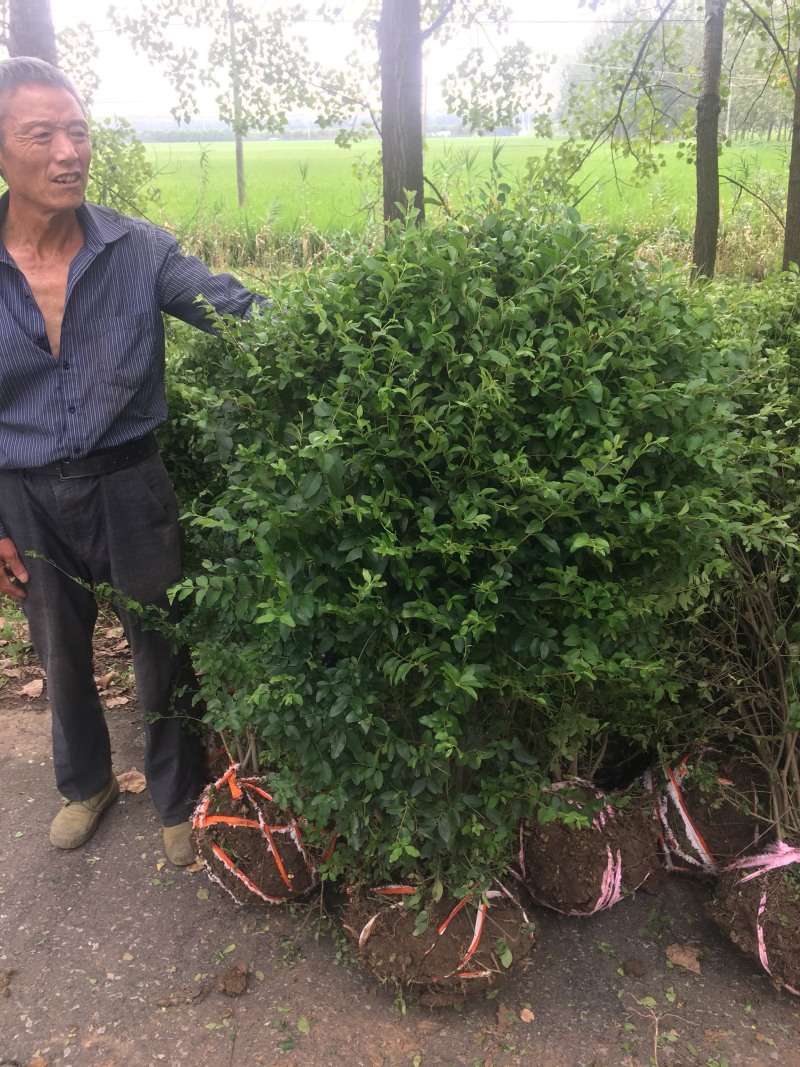 小叶女贞球小叶女贞精品球1.2米冠幅最新价格65