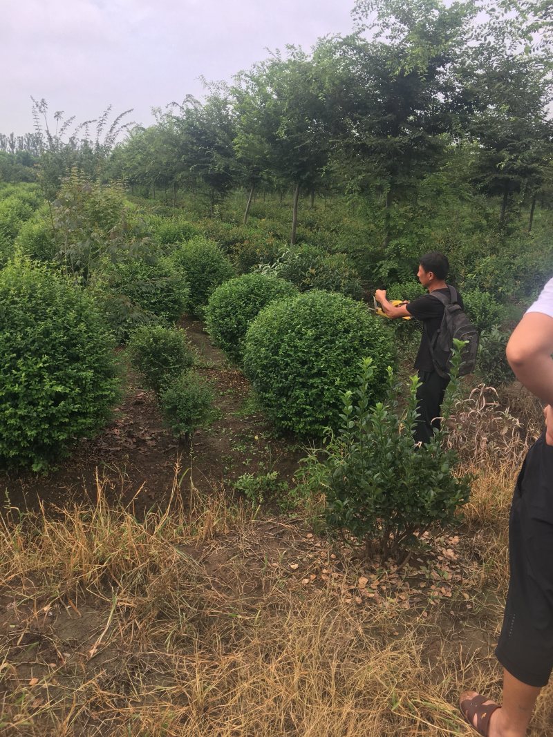小叶女贞球小叶女贞精品球1.2米冠幅最新价格65