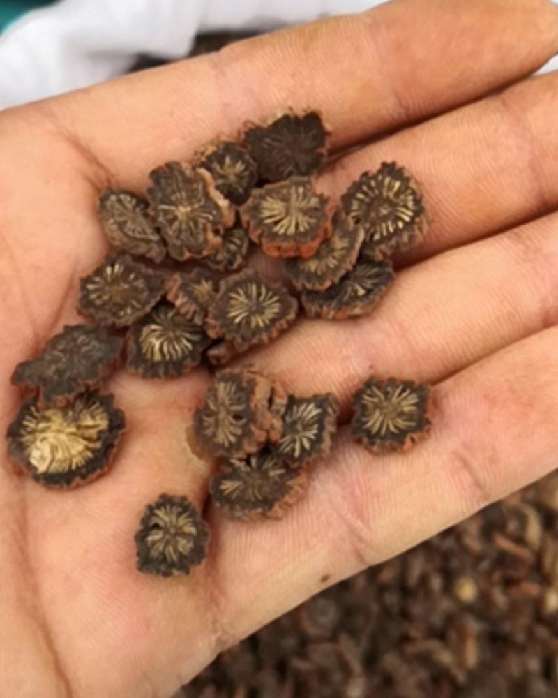 丹参薄片，山东丹参，山西万荣丹参，丹参片，丹参个，裕丹参