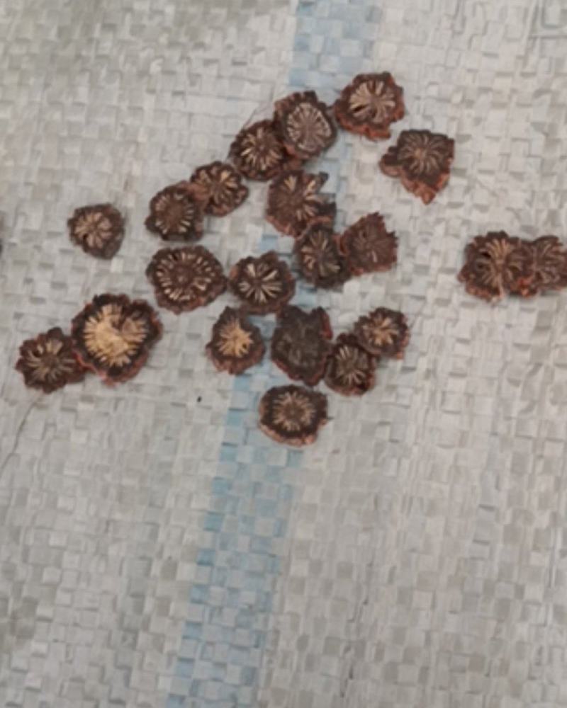丹参薄片，山东丹参，山西万荣丹参，丹参片，丹参个，裕丹参