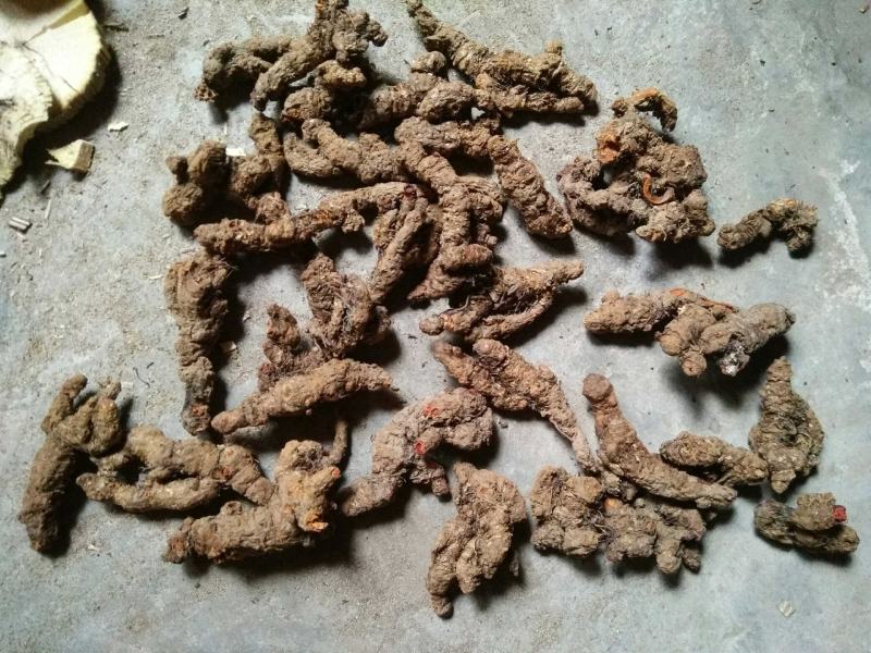 什邡市众康合作社精选高含量单枝黄连