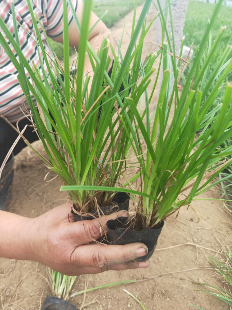 青绿苔草，基地特价，宿根地被