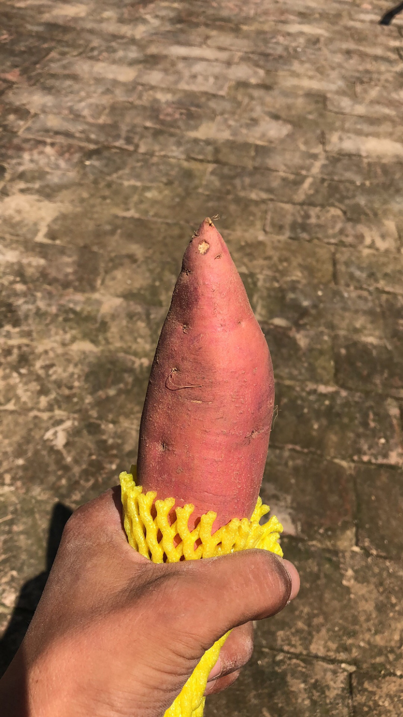 富硒蜜薯精品果一件代发，尝鲜价九块九包邮