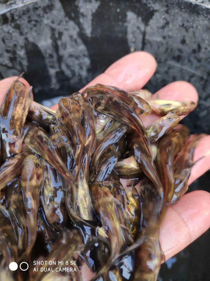 黄桑苗杂交黄辣丁苗鱼场直供批发包运输下塘提供技术