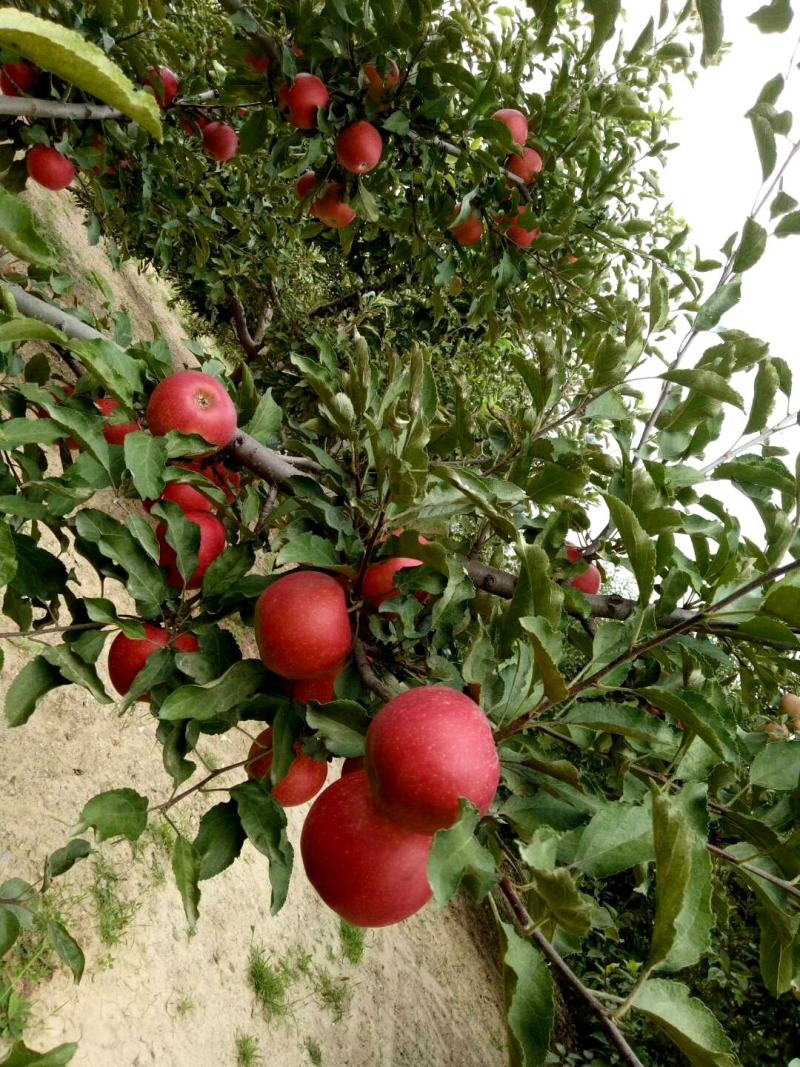 甘肃会宁关川苹果(含糖高)