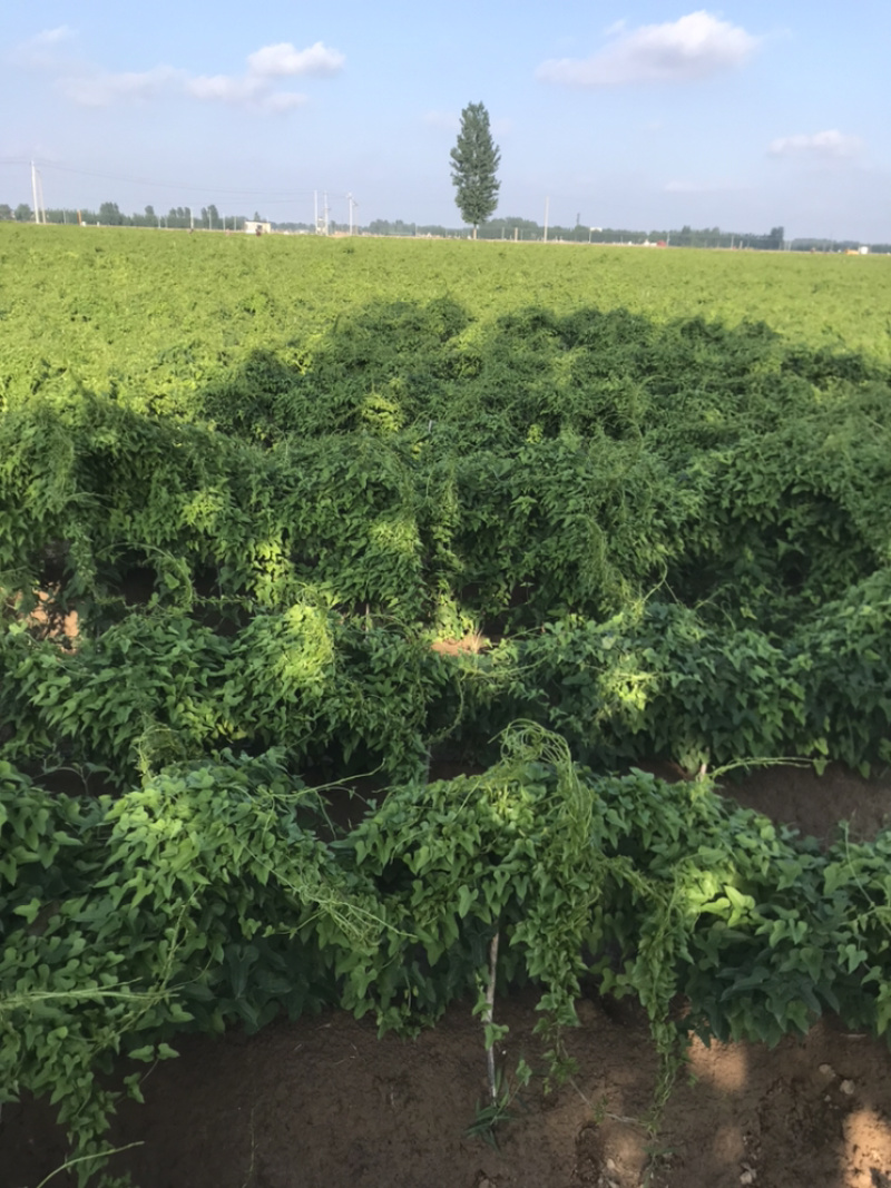 绿色山药，健康食品，有要的欢迎咨询