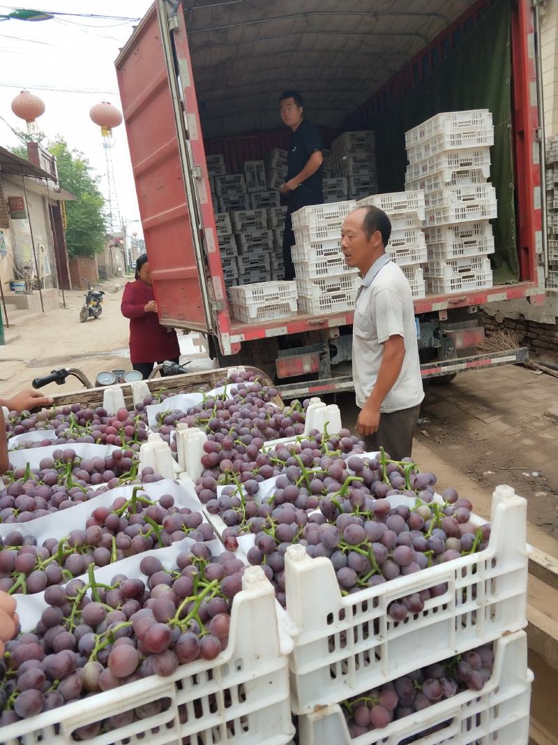 巨峰葡萄已经成熟售卖中。