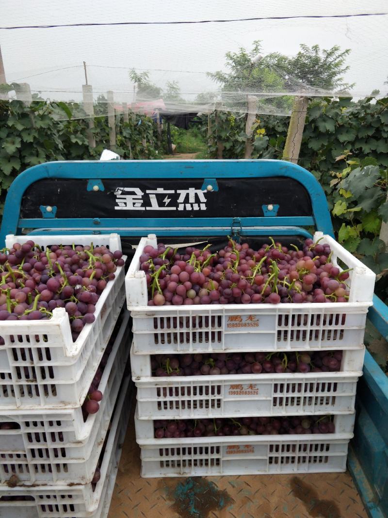 巨峰葡萄已经成熟售卖中。
