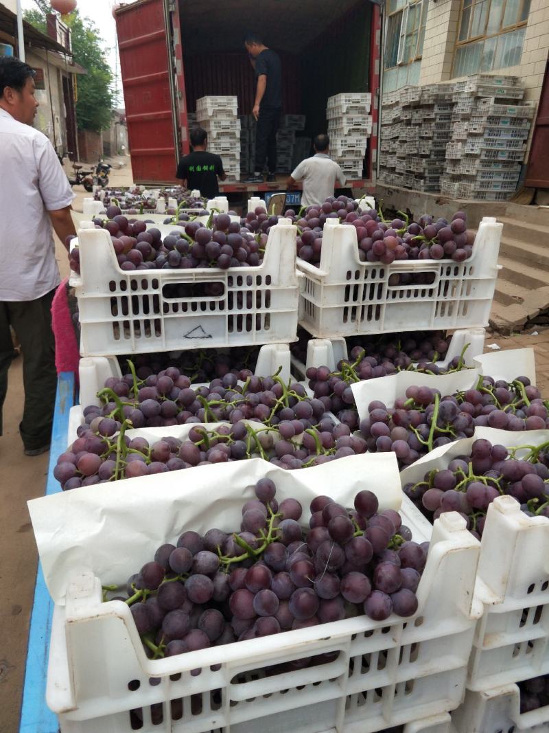 巨峰葡萄已经成熟售卖中。