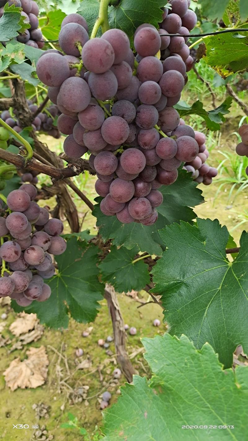 巨峰葡萄夏黑葡萄阳光玫瑰