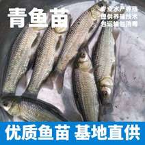 青鱼苗螺丝青鱼大量上市鱼场直供提供技术包运输到塘
