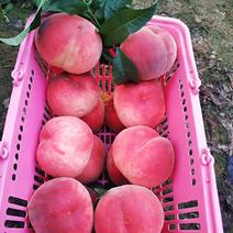 山东桃子水蜜桃大量上市保质保量全国