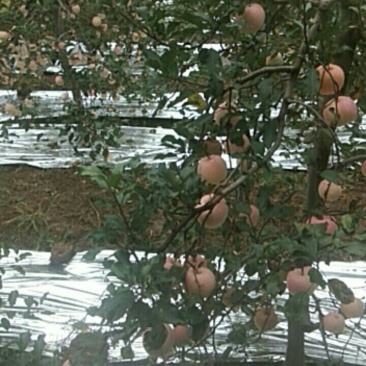 风翔红富士苹果大量上市，另有特价果