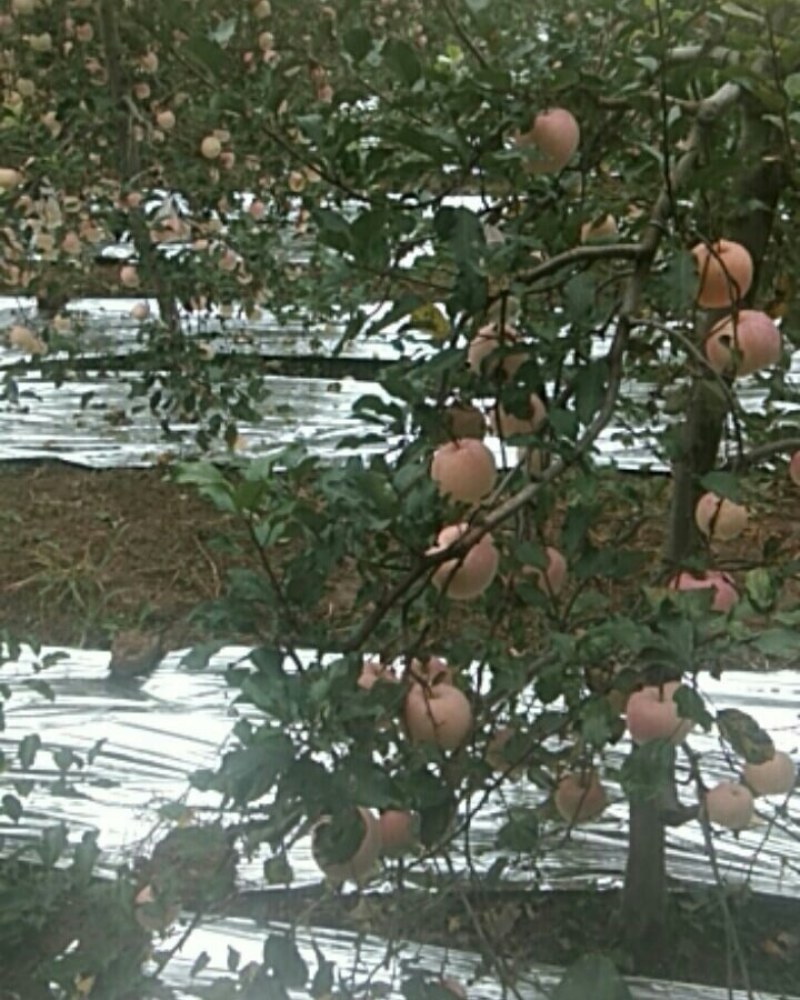 风翔红富士苹果大量上市，另有特价果