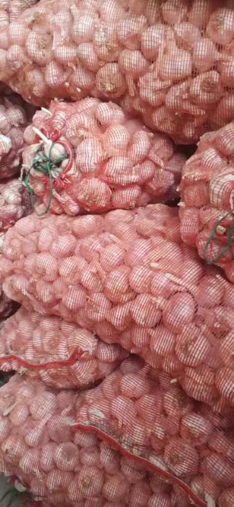 杞县优质於地大蒜品质优量大长年有货