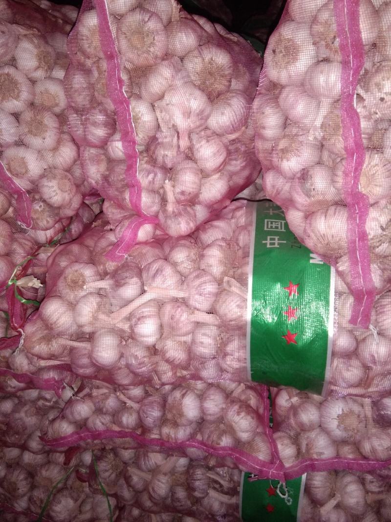 杞县优质於地大蒜品质优量大长年有货