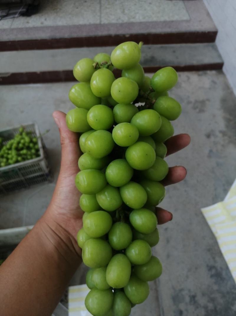【精品】阳光玫瑰大量上市颗粒饱满口感甜