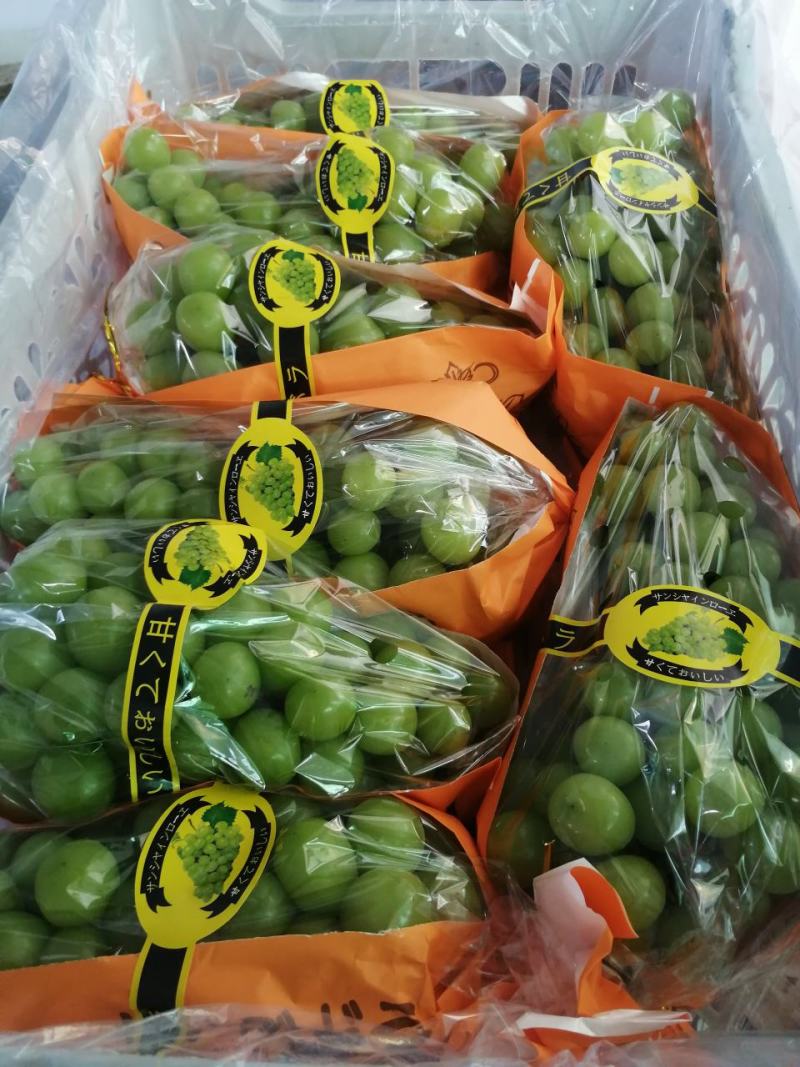 【精品】阳光玫瑰大量上市颗粒饱满口感甜