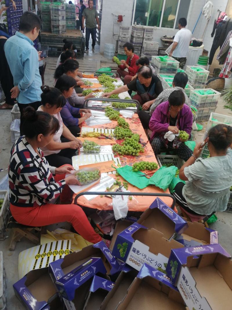 【精品】阳光玫瑰大量上市颗粒饱满口感甜