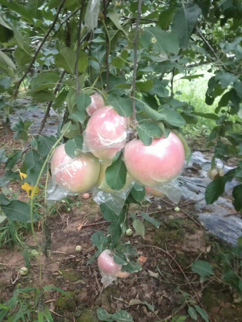 红富士红将军美美美美美美美美美美美美美美美美美美美美美美