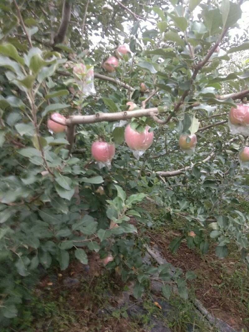 红富士红将军美美美美美美美美美美美美美美美美美美美美美美