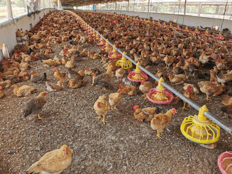 常年供应活禽放养三黄鸡成品鸡母鸡量大从优可定制生产