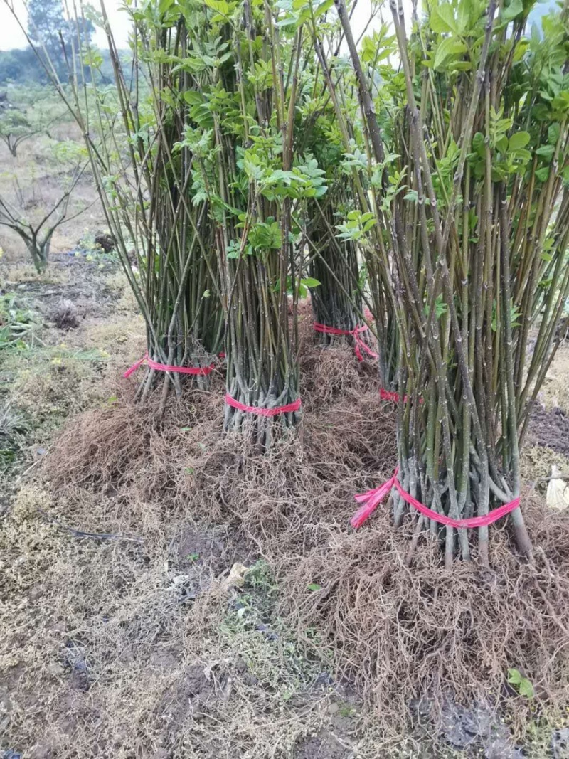 吴茱萸苗，中花吴茱萸种苗扦插苗批发，中花吴茱萸种苗价格