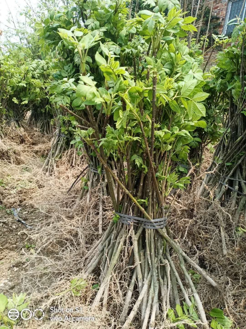吴茱萸苗，中花吴茱萸种苗扦插苗批发，中花吴茱萸种苗价格