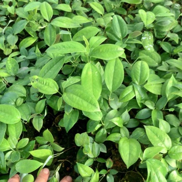 土茯苓苗(中药材土茯苓，去湿良药)煲汤皆品