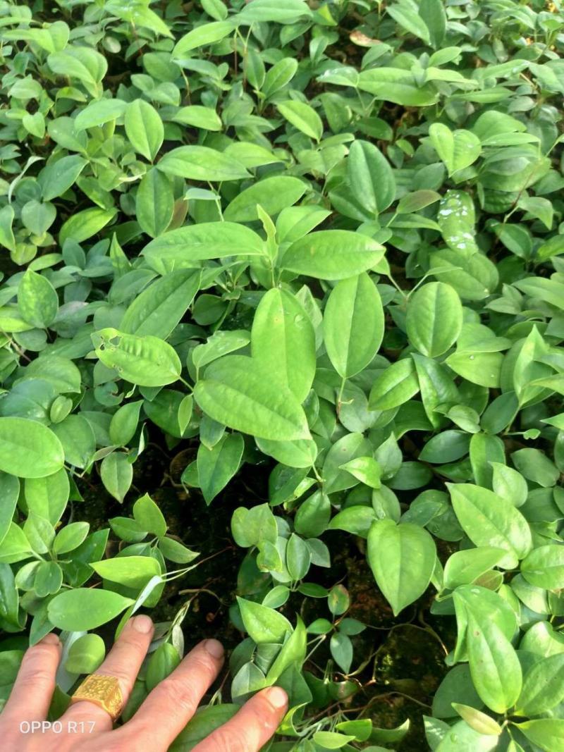 土茯苓苗(中药材土茯苓，去湿良药)煲汤皆品