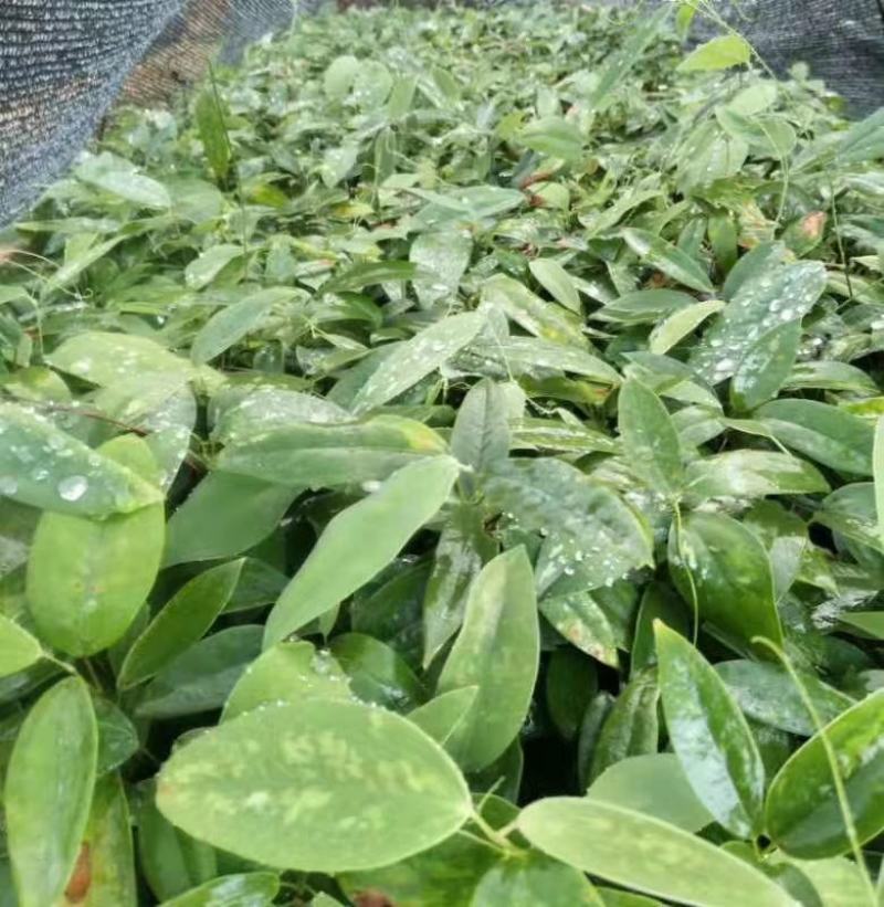 土茯苓苗(中药材土茯苓，去湿良药)煲汤皆品