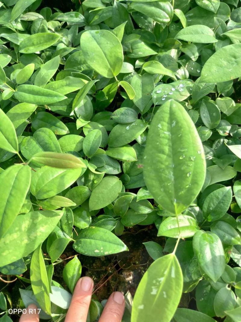 土茯苓苗(中药材土茯苓，去湿良药)煲汤皆品