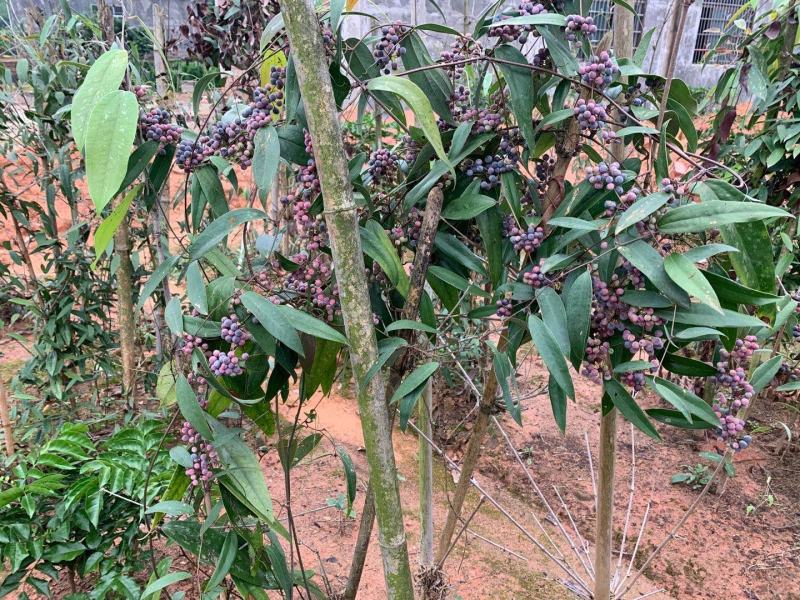 土茯苓苗(中药材土茯苓，去湿良药)煲汤皆品