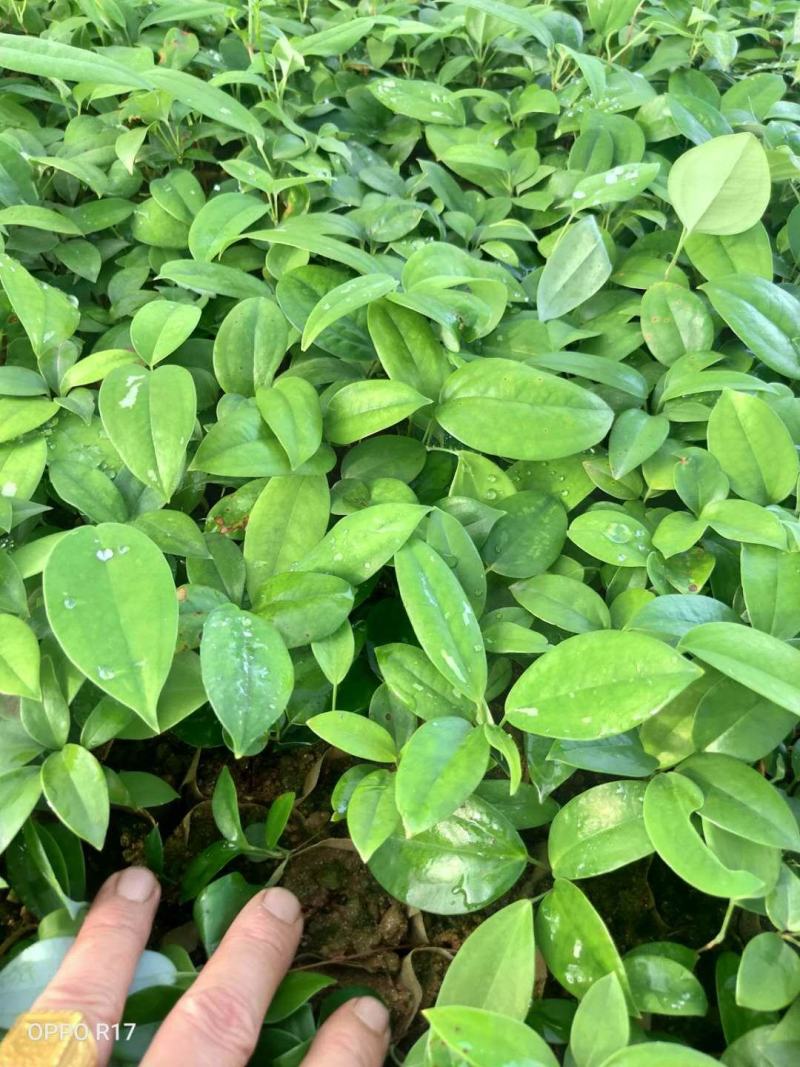 土茯苓苗(中药材土茯苓，去湿良药)煲汤皆品