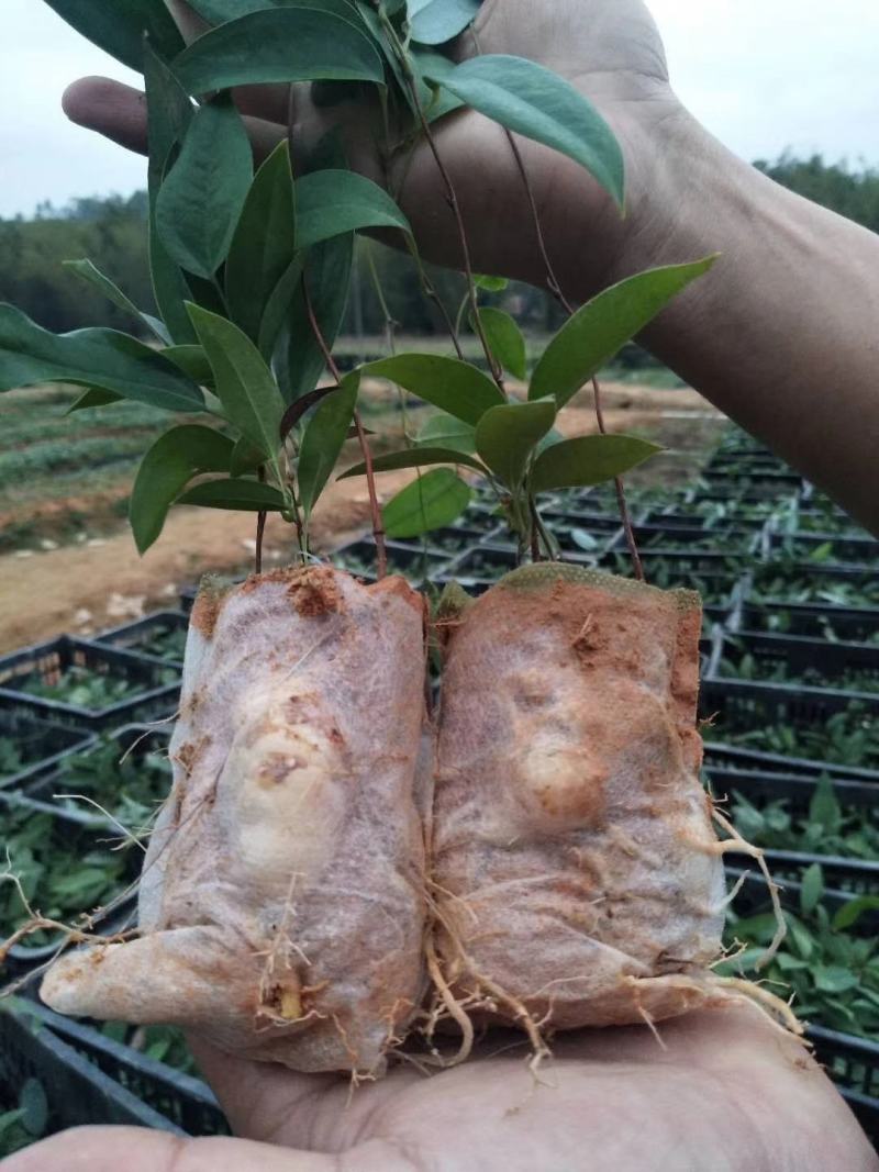 土茯苓苗(中药材土茯苓，去湿良药)煲汤皆品