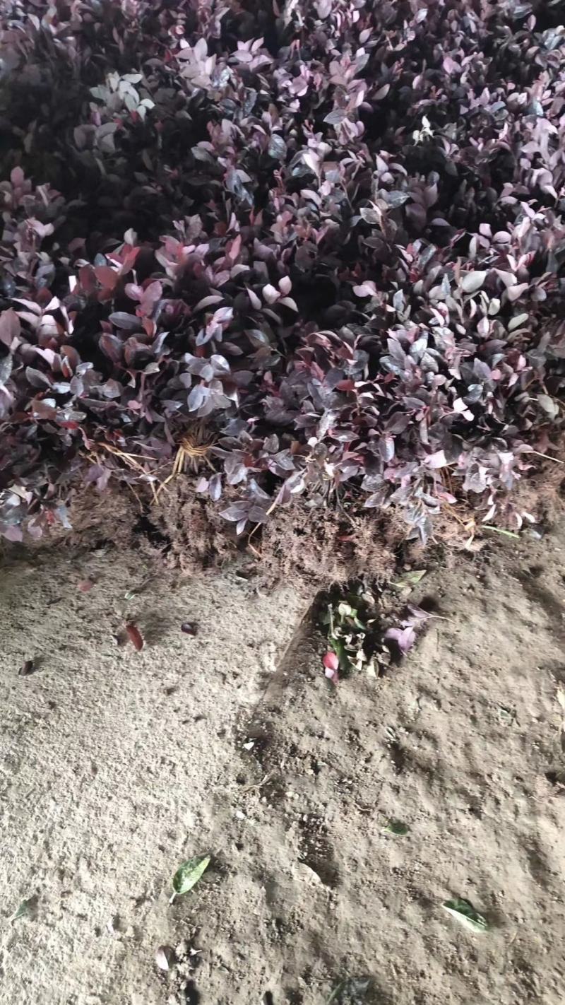 红花继木苗20~30cm不包邮价格0.7元一颗