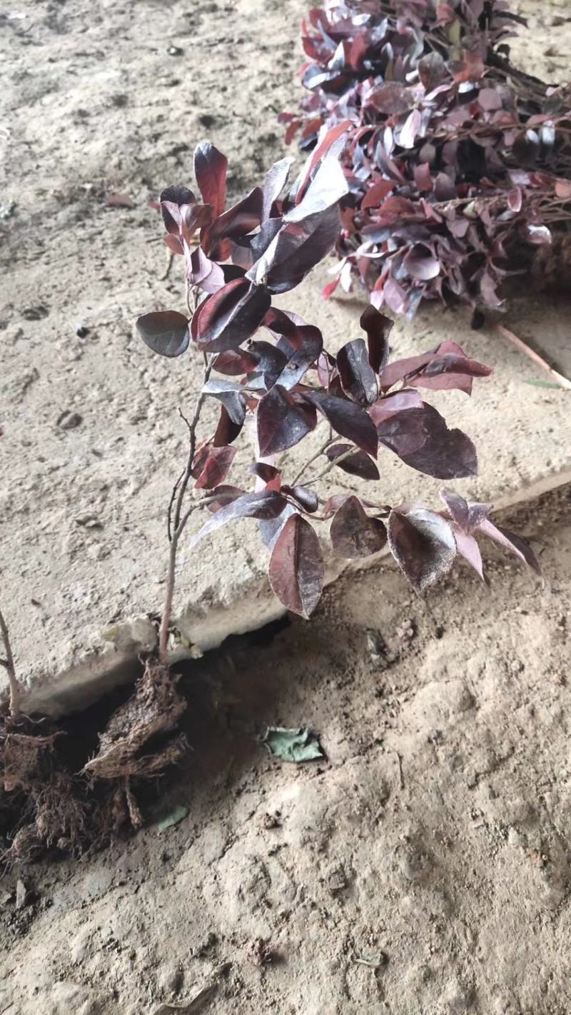 红花继木苗20~30cm不包邮价格0.7元一颗