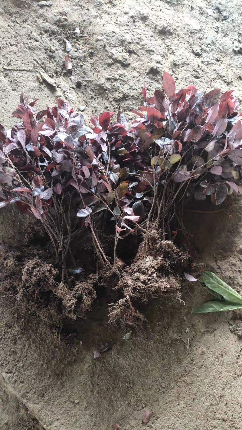 红花继木苗20~30cm不包邮价格0.7元一颗