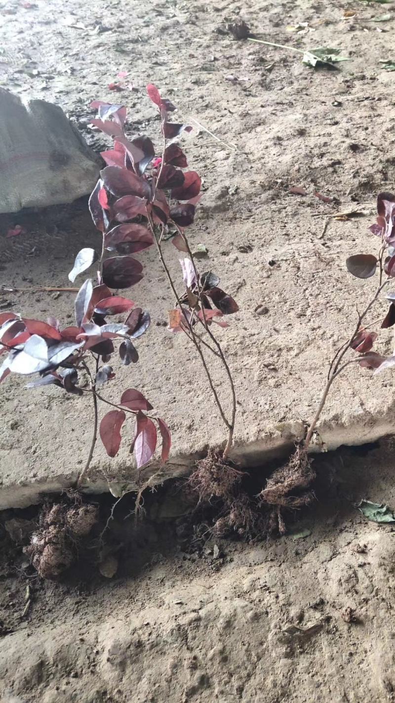 红花继木苗20~30cm不包邮价格0.7元一颗