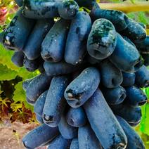 大地产物至尊蓝宝石葡萄