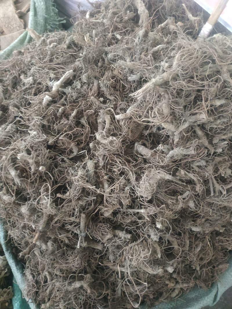 地胆头～～量大优惠～欢迎老板选购~
