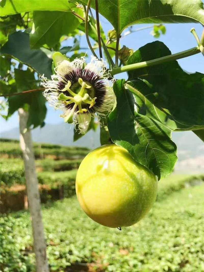 黄金台农紫香满天星百香果苗当年挂果脱毒种苗无毒隔离
